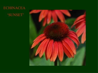 ECHINACEA  ‘ SUNSET’ 