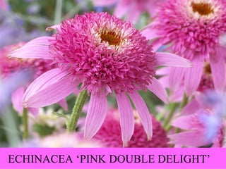 ECHINACEA ‘PINK DOUBLE DELIGHT’ 