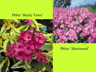 Phlox ‘Becky Towe’ Phlox ‘Shortwood’ 