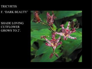 TRICYRTIS F. ‘DARK BEAUTY’ SHADE LOVING CUTFLOWER GROWS TO 2’. 