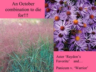 An October combination to die for!!! Aster ‘Raydon’s Favorite’  and… Panicum v. ‘Warrior’ 