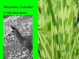 Miscanthus ‘Gold Bar’ 2’ tall zebra grass. 