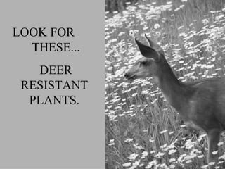 LOOK FOR  THESE... DEER RESISTANT PLANTS. 