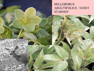 HELLEBORUS ARGUTIFOLIUS  ‘JANET STARNES’ 
