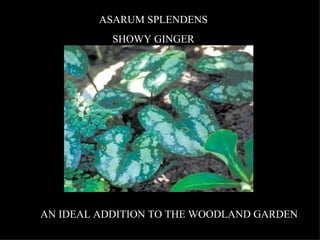 ASARUM SPLENDENS SHOWY GINGER AN IDEAL ADDITION TO THE WOODLAND GARDEN 