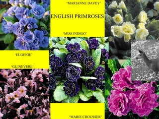 ‘ EUGENIE’ ‘ MISS INDIGO’ ‘ GUINEVERE’ ‘ MARIANNE DAVEY’ ‘ MARIE CROUSSER’ ENGLISH PRIMROSES 
