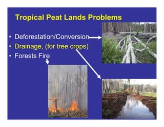 New perspectives on reducing peatland emissions from oil palm