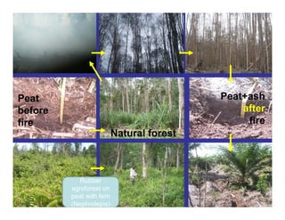 New perspectives on reducing peatland emissions from oil palm