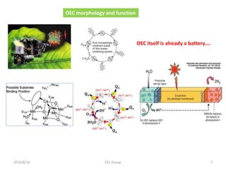OEC morphology and function
OEC itself is already a battery….
2016/8/16 7CCL Group
 