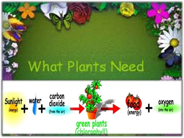 What do plants need for photosynthesis?