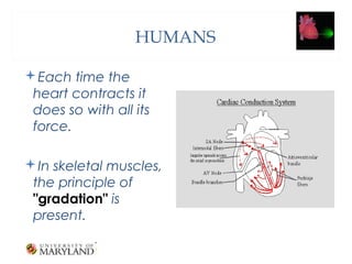 tThe Heart and its Functions | PPT