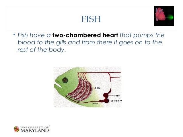 Tthe Heart And Its Functions