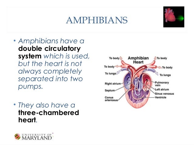 tThe Heart and its Functions