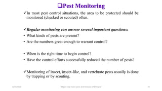 Pest Monitoring
In most pest control situations, the area to be protected should be
monitored (checked or scouted) often.
Regular monitoring can answer several important questions:
• What kinds of pests are present?
• Are the numbers great enough to warrant control?
• When is the right time to begin control?
• Have the control efforts successfully reduced the number of pests?
Monitoring of insect, insect-like, and vertebrate pests usually is done
by trapping or by scouting.
6/14/2023 “Major crop insect pests and Diseases of Ethiopia” 24
 