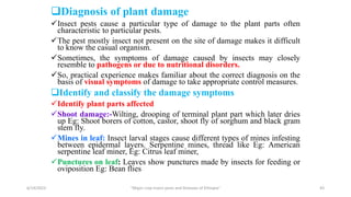 Diagnosis of plant damage
Insect pests cause a particular type of damage to the plant parts often
characteristic to particular pests.
The pest mostly insect not present on the site of damage makes it difficult
to know the casual organism.
Sometimes, the symptoms of damage caused by insects may closely
resemble to pathogens or due to nutritional disorders.
So, practical experience makes familiar about the correct diagnosis on the
basis of visual symptoms of damage to take appropriate control measures.
Identify and classify the damage symptoms
Identify plant parts affected
Shoot damage:-Wilting, drooping of terminal plant part which later dries
up Eg: Shoot borers of cotton, castor, shoot fly of sorghum and black gram
stem fly.
Mines in leaf: Insect larval stages cause different types of mines infesting
between epidermal layers. Serpentine mines, thread like Eg: American
serpentine leaf miner, Eg: Citrus leaf miner,
Punctures on leaf: Leaves show punctures made by insects for feeding or
oviposition Eg: Bean flies
6/14/2023 “Major crop insect pests and Diseases of Ethiopia” 43
 