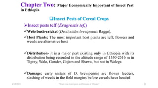 Chapter Two: Major Economically Important of Insect Pest
in Ethiopia
Insect Pests of Cereal Crops
Insect pests teff (Eragrostis tef,)
Welo bush-cricket (Decticoides brevipennis Ragge),
Host Plants: The most important host plants are teff, flowers and
weeds are alternative host
Distribution- it is a major pest existing only in Ethiopia with its
distribution being recorded in the altitude range of 1550-2516 m in
Tigray, Walo, Gonder, Gojam and Shawa, but not in Walega
Damage: early instars of D. brevipennis are flower feeders,
slashing of weeds in the field margins before cereals have headed
6/14/2023 “Major crop insect pests and Diseases of Ethiopia” 44
 
