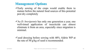 Management Options
Early sowing of the crops would enable them to
mature before the natural food sources of this potential
pest dry completely
As D. brevipennis has only one generation a year, one
well-timed application of insecticide can almost
eliminate it from an area, especially since migration is
minimal.
seed dressing before sowing with 40% Aldrin WP at
the rate of 50 g/kg of seed is recommended.
6/14/2023 “Major crop insect pests and Diseases of Ethiopia” 45
 