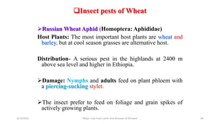 Insect pests of Wheat
Russian Wheat Aphid (Homoptera: Aphididae)
Host Plants: The most important host plants are wheat and
barley, but at cool season grasses are alternative host.
Distribution- A serious pest in the highlands at 2400 m
above sea level and higher in Ethiopia.
Damage: Nymphs and adults feed on plant phloem with
a piercing-sucking stylet.
The insect prefer to feed on foliage and grain spikes of
actively growing plants.
6/14/2023 “Major crop insect pests and Diseases of Ethiopia” 48
 