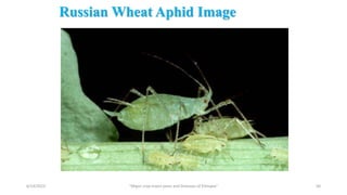 Russian Wheat Aphid Image
6/14/2023 “Major crop insect pests and Diseases of Ethiopia” 50
 