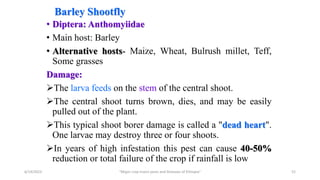 Barley Shootfly
• Diptera: Anthomyiidae
• Main host: Barley
• Alternative hosts- Maize, Wheat, Bulrush millet, Teff,
Some grasses
Damage:
The larva feeds on the stem of the central shoot.
The central shoot turns brown, dies, and may be easily
pulled out of the plant.
This typical shoot borer damage is called a "dead heart".
One larvae may destroy three or four shoots.
In years of high infestation this pest can cause 40-50%
reduction or total failure of the crop if rainfall is low
6/14/2023 “Major crop insect pests and Diseases of Ethiopia” 52
 