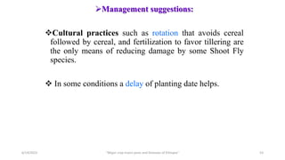 Management suggestions:
Cultural practices such as rotation that avoids cereal
followed by cereal, and fertilization to favor tillering are
the only means of reducing damage by some Shoot Fly
species.
 In some conditions a delay of planting date helps.
6/14/2023 “Major crop insect pests and Diseases of Ethiopia” 53
 