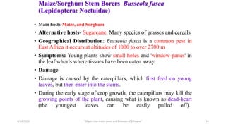 Maize/Sorghum Stem Borers Busseola fusca
(Lepidoptera: Noctuidae)
• Main hosts-Maize, and Sorghum
• Alternative hosts- Sugarcane, Many species of grasses and cereals
• Geographical Distribution: Busseola fusca is a common pest in
East Africa it occurs at altitudes of 1000 to over 2700 m
• Symptoms: Young plants show small holes and 'window-panes' in
the leaf whorls where tissues have been eaten away.
• Damage
• Damage is caused by the caterpillars, which first feed on young
leaves, but then enter into the stems.
• During the early stage of crop growth, the caterpillars may kill the
growing points of the plant, causing what is known as dead-heart
(the youngest leaves can be easily pulled off).
6/14/2023 “Major crop insect pests and Diseases of Ethiopia” 54
 