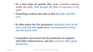 • At a later stage of growth, they make extensive tunnels
inside the stem. This disrupts the flow of nutrients to the
grain.
• Tunnelling weakens the stem so that it breaks and falls
over.
• In older plants the first generation caterpillars bore in the
main stem but later some of the second generation bore
into the maize cobs.
• Caterpillars also tunnel into the peduncles of sorghum
and millet inflorescences, and may seriously affect grain
production.
6/14/2023 “Major crop insect pests and Diseases of Ethiopia” 55
 