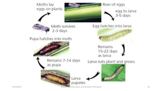 6/14/2023 “Major crop insect pests and Diseases of Ethiopia” 56
 