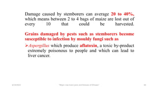 Damage caused by stemborers can average 20 to 40%,
which means between 2 to 4 bags of maize are lost out of
every 10 that could be harvested.
Grains damaged by pests such as stemborers become
susceptible to infection by mouldy fungi such as
Aspergillus which produce aflatoxin, a toxic by-product
extremely poisonous to people and which can lead to
liver cancer.
6/14/2023 “Major crop insect pests and Diseases of Ethiopia” 60
 