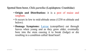 Spotted Stem borer, Chilo partellus (Lepidoptera: Crambidae)
• Origin and Distribution: it is a pest of maize and
sorghum.
• It occurs in low to mid-altitude areas (1230 m altitude and
below).
• Damage Symptoms: Larvae (caterpillars) eat through
leaves when young and as they grow older, eventually
bore into the stem causing it to break (lodge) or die
resulting in a condition called 'dead heart'.
6/14/2023 “Major crop insect pests and Diseases of Ethiopia” 62
 
