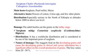 Sorghum Chafer (Pachnoda interrupta)
Coleoptera: Scarabaeidae
Main hosts-Sorghum, Pearl millet, Maize
Alternative hosts-Flowers of cotton, Citrus spp, and few other plants
Distribution-Especially serious in the North of Ethiopia at altitudes
below 2000 m above sea level.
Damage-The adult beetles eat the grains in the milky stage.
 Sorghum midge Contarinia sorghicola (Cecidomyiidae:
Diptera)
• Distribution: It has a worldwide distribution and is considered to
be one of the important pests of sorghum.
• Nature of damage: The maggots feed on the developing grains and
cause the developing grains to shrivel and severe infestation has a
significant effect on the overall production of grains. The loss varies
from 20 - 50 %.
6/14/2023 “Major crop insect pests and Diseases of Ethiopia” 65
 