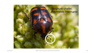 6/14/2023 “Major crop insect pests and Diseases of Ethiopia” 66
 