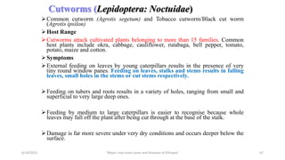Cutworms (Lepidoptera: Noctuidae)
Common cutworm (Agrotis segetum) and Tobacco cutworm/Black cut worm
(Agrotis ipsilon)
Host Range
Cutworms attack cultivated plants belonging to more than 15 families. Common
host plants include okra, cabbage, cauliflower, rutabaga, bell pepper, tomato,
potato, maize and cotton.
Symptoms
External feeding on leaves by young caterpillars results in the presence of very
tiny round window panes. Feeding on leaves, stalks and stems results in falling
leaves, small holes in the stems or cut stems respectively.
Feeding on tubers and roots results in a variety of holes, ranging from small and
superficial to very large deep ones.
Feeding by medium to large caterpillars is easier to recognise because whole
leaves may fall off the plant after being cut through at the base of the stalk.
Damage is far more severe under very dry conditions and occurs deeper below the
surface.
6/14/2023 “Major crop insect pests and Diseases of Ethiopia” 67
 