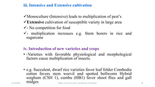 iii. Intensive and Extensive cultivation
Monoculture (Intensive) leads to multiplication of pest’s
Extensive cultivation of susceptible variety in large area
- No competition for food
- multiplication increases e.g. Stem borers in rice and
sugarcane
iv. Introduction of new varieties and crops
• -Varieties with favorable physiological and morphological
factors cause multiplication of insects.
• e.g. Succulent, dwarf rice varieties favor leaf folder Combodia
cotton favors stem weevil and spotted bollworm Hybrid
sorghum (CSH 1), cumbu (HB1) favor shoot flies and gall
midges
6/14/2023 “Major crop insect pests and Diseases of Ethiopia” 30
 
