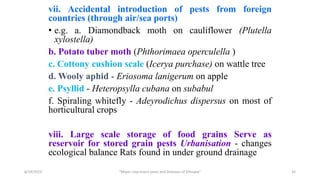 vii. Accidental introduction of pests from foreign
countries (through air/sea ports)
• e.g. a. Diamondback moth on cauliflower (Plutella
xylostella)
b. Potato tuber moth (Phthorimaea operculella )
c. Cottony cushion scale (Icerya purchase) on wattle tree
d. Wooly aphid - Eriosoma lanigerum on apple
e. Psyllid - Heteropsylla cubana on subabul
f. Spiraling whitefly - Adeyrodichus dispersus on most of
horticultural crops
viii. Large scale storage of food grains Serve as
reservoir for stored grain pests Urbanisation - changes
ecological balance Rats found in under ground drainage
6/14/2023 “Major crop insect pests and Diseases of Ethiopia” 32
 