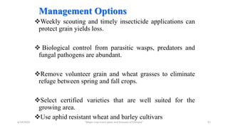 Management Options
Weekly scouting and timely insecticide applications can
protect grain yields loss.
 Biological control from parasitic wasps, predators and
fungal pathogens are abundant.
Remove volunteer grain and wheat grasses to eliminate
refuge between spring and fall crops.
Select certified varieties that are well suited for the
growing area.
Use aphid resistant wheat and barley cultivars
6/14/2023 “Major crop insect pests and Diseases of Ethiopia” 51
 