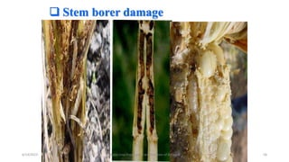  Stem borer damage
6/14/2023 “Major crop insect pests and Diseases of Ethiopia” 58
 