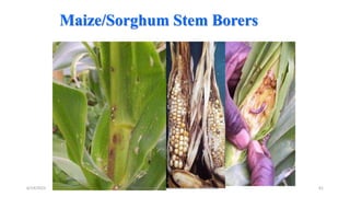 Maize/Sorghum Stem Borers
6/14/2023 “Major crop insect pests and Diseases of Ethiopia” 61
 