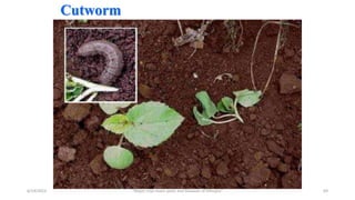 Cutworm
6/14/2023 “Major crop insect pests and Diseases of Ethiopia” 69
 