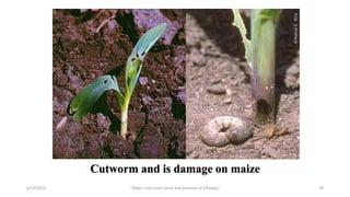 70
Cutworm and is damage on maize
6/14/2023 “Major crop insect pests and Diseases of Ethiopia”
 