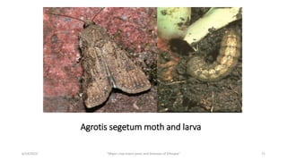 71
Agrotis segetum moth and larva
6/14/2023 “Major crop insect pests and Diseases of Ethiopia”
 