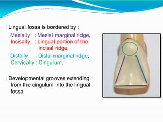 Option A Distal Marginal Ridge Maxillary Central Incisor | PPTX