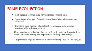 Isolation of algae | PPTX