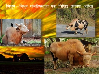 विथुन – वमथुनः गोमविषसदृशः एकः विवशष्टः राजपशुः अवस्त।
 