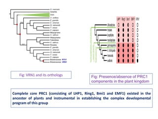 POLYCOMB GROUP OF PROTEINS | PPTX