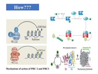 POLYCOMB GROUP OF PROTEINS | PPTX