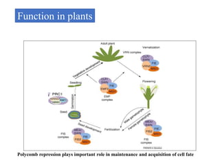 POLYCOMB GROUP OF PROTEINS | PPTX