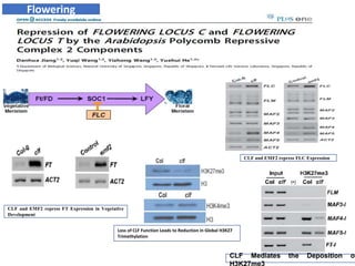 POLYCOMB GROUP OF PROTEINS | PPTX