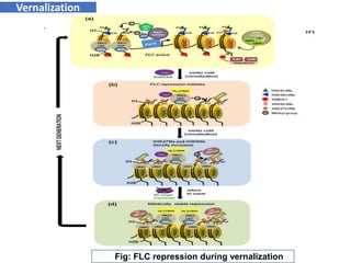 POLYCOMB GROUP OF PROTEINS | PPTX