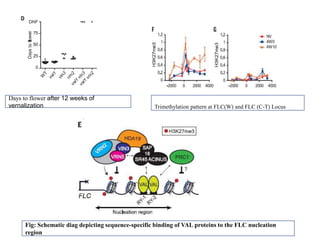 POLYCOMB GROUP OF PROTEINS | PPTX